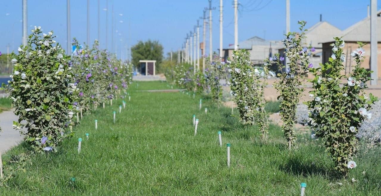 30 мың гектар: Түркістанда күзгі ағаш егу науқаны басталады