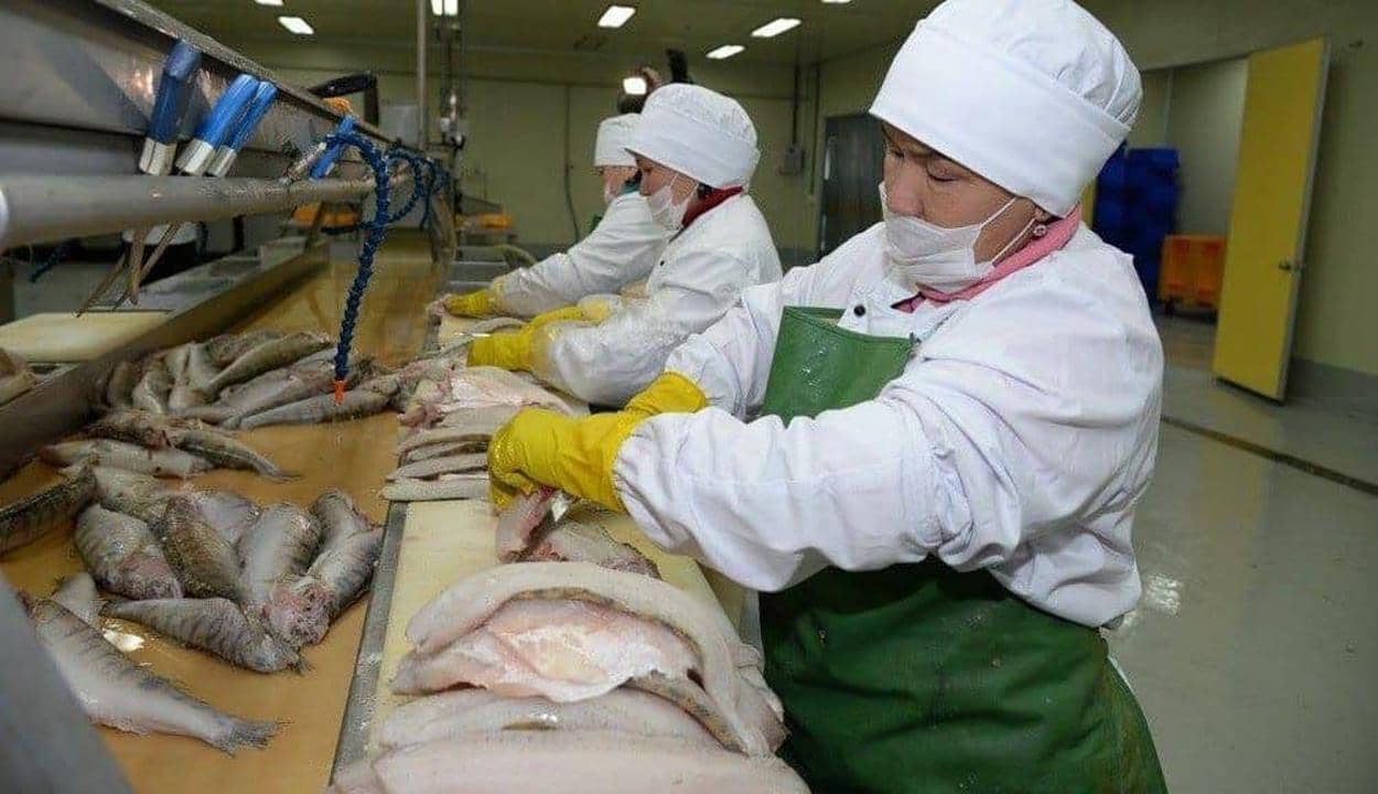 Мемлекеттік қолдау және даму перспективалары: Түркістан облысындағы балық шаруашылығы қарқынды дамып келеді