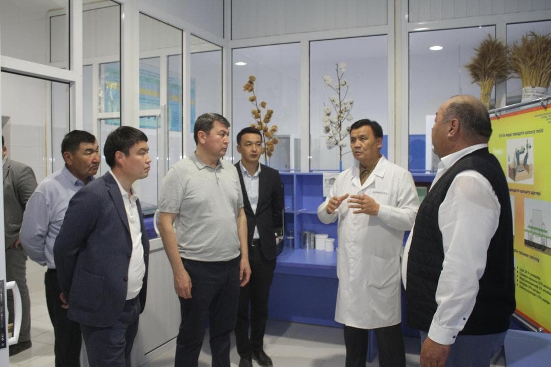 Гектарынан 60-70 центнер өнім: Түркістан өңірінде кәсіпкерлер мақта шаруашылығын қарқынды дамытудың әдісін тапты