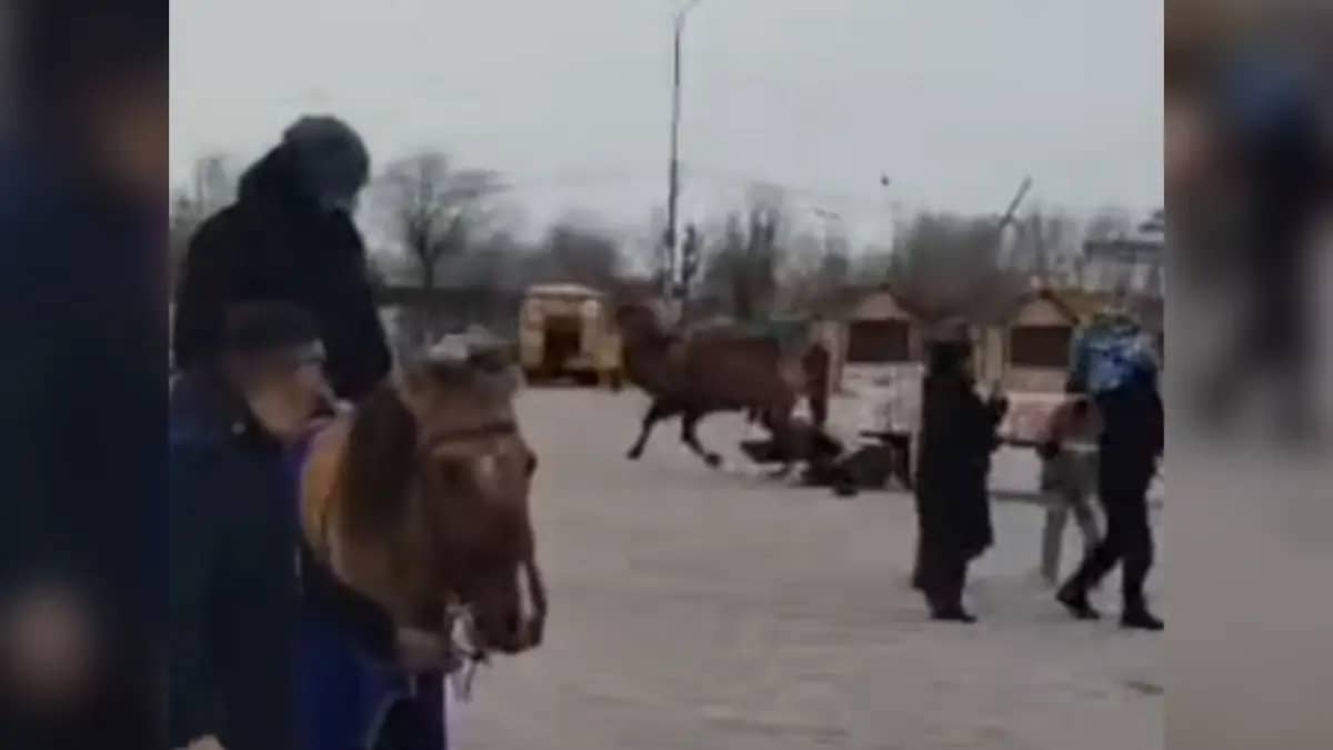 Арба астындағы арпалыс: Балқашта Наурыздың көрмесіне әкелген түйе адамды таптап тастады (ВИДЕО)