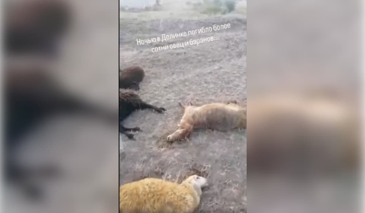 Қарағанды облысында ұсақ мал жаппай қырылды (ВИДЕО)