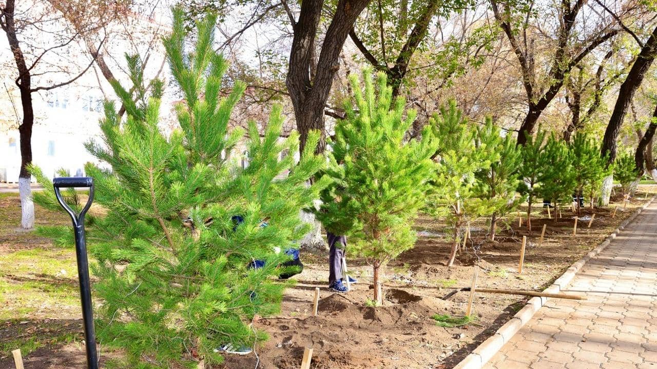 «Таза Қазақстан» жалпыұлттық сенбілігі: Қарағанды облысында 10 мың түп ағаш егілді
