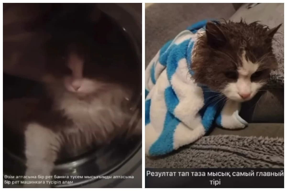 «Әзіл» ретінде жасаған»: Жетісу облысының тұрғыны мысығын кір жуғыш машинада жуған