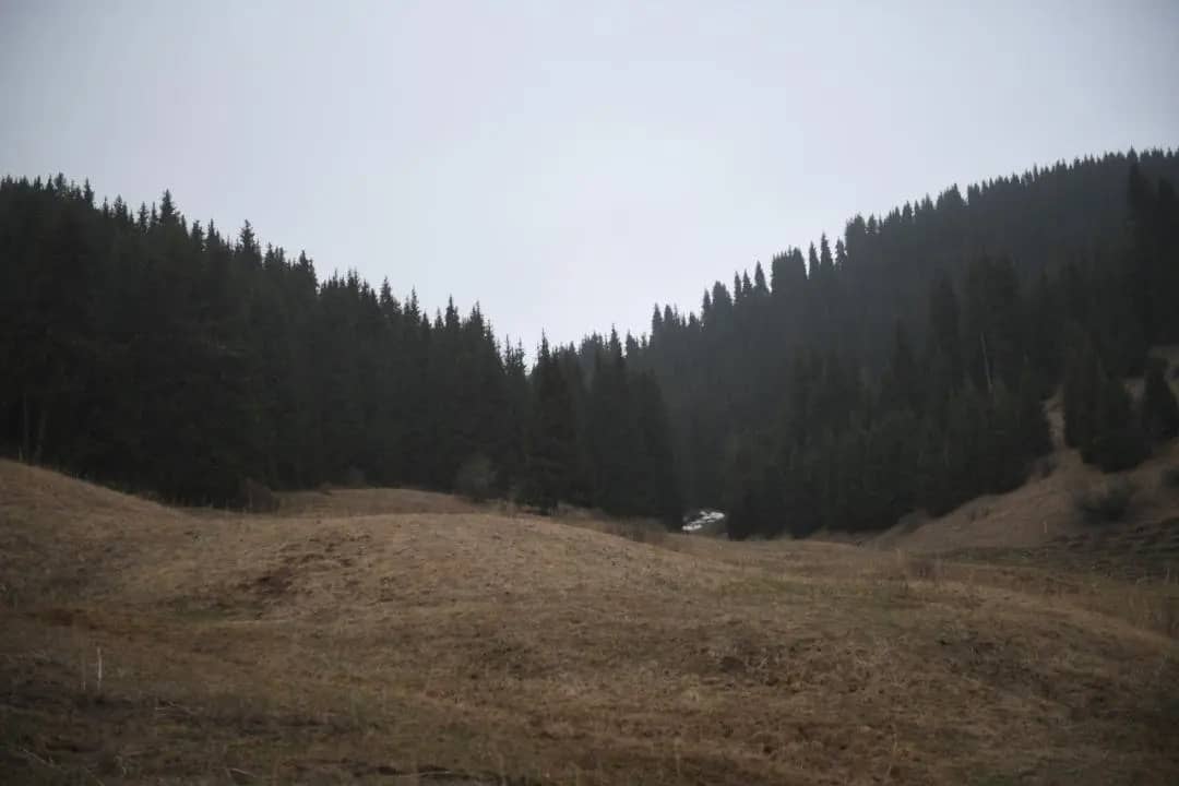 Forest fund in Almaty region is expanding