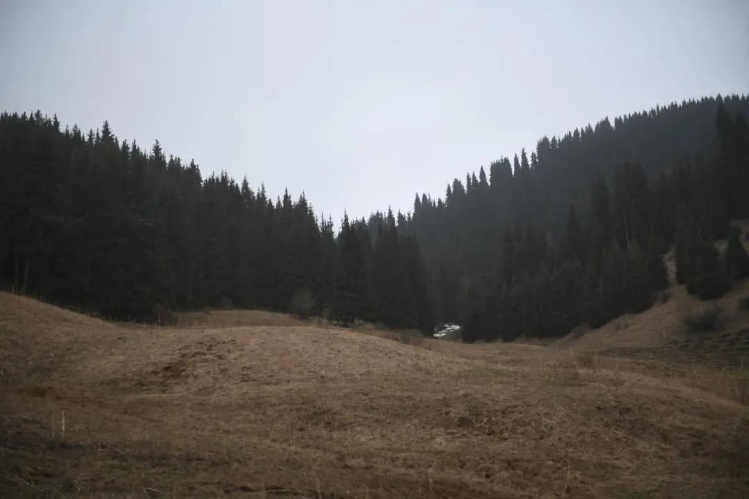 В Алматинской области увеличивается лесной фонд