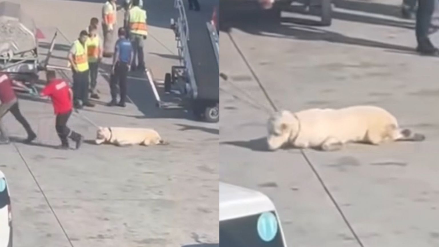 Түріктер қазақы тұқымды өлтіріп тастады: Стамбул әуежайын әуреге салған алабайдың кесірінен ұшақ кешікті (видео)