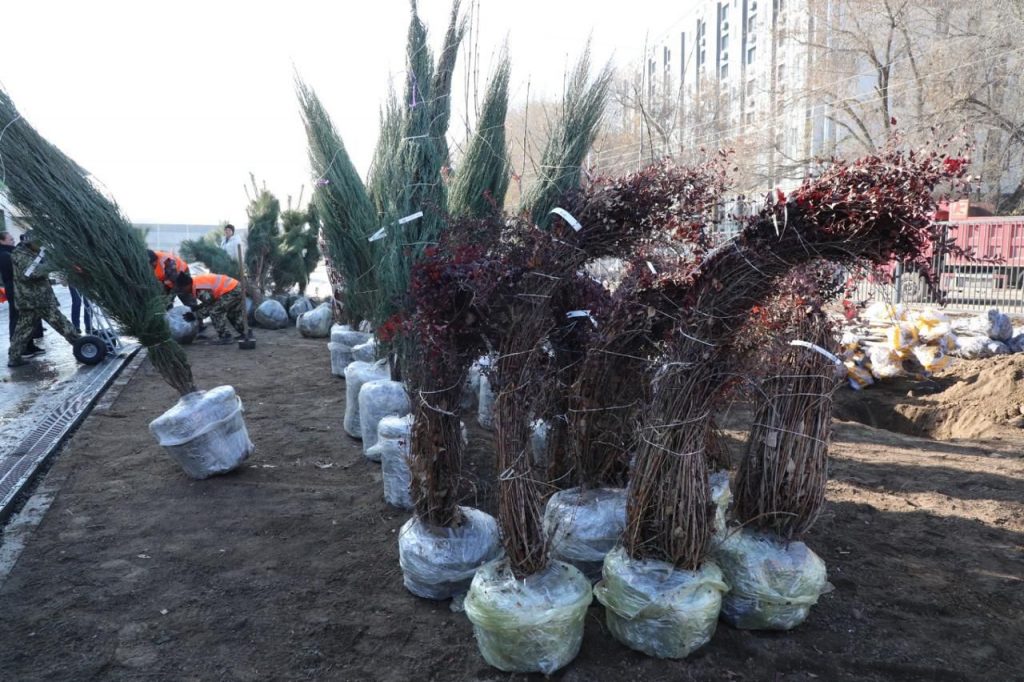 Алматы расширяет зелёный фонд: застройщик школы увеличил объём посадки деревьев в десять раз