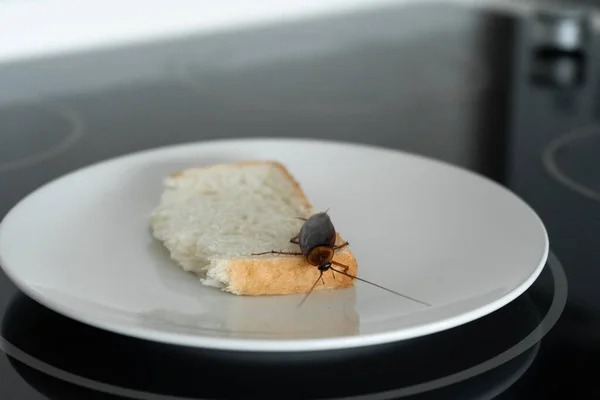 Петропавлда мектеп асханасынан құрт-құмырсқа табылды